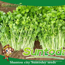 Suntoday végétal F1 organique en vrac chinois légume huile noire achat santé biologique avantages graines de céleri extrait graines (34001)